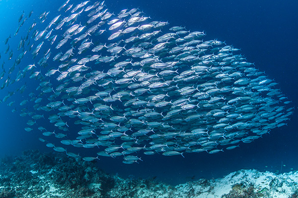 Fish and Seafood