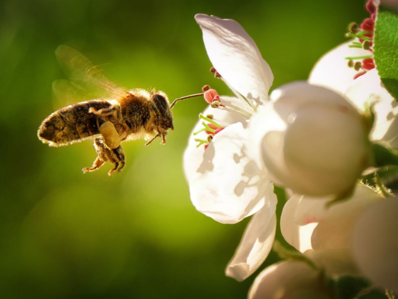 Lidl Ireland sign up to the All-Ireland Pollinator Plan as part of “A Better Tomorrow” Sustainability Strategy to Support Declining Pollinators